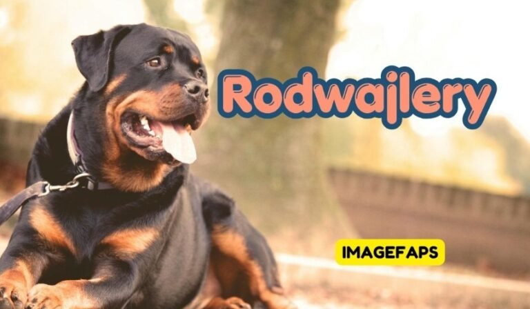 Powerful Rodwajlery dog standing confidently in a modern home environment with muscular body structure, loyal expression, protective posture, and intelligent guardian appearance
