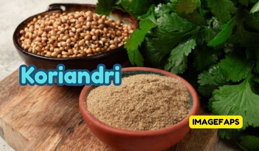 Fresh Koriandri leaves and coriander seeds displayed on a wooden table, highlighting culinary uses, nutritional value, and traditional herbal importance.